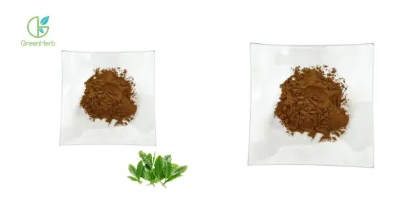 Green Tea Extract.webp